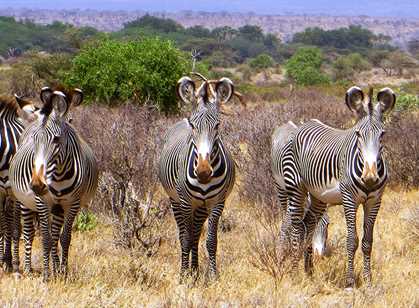 Samburu National Reserve